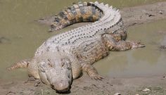 coqui_horiz