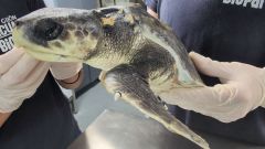 El ejemplar de tortuga lora en el Acuario de Gij�n