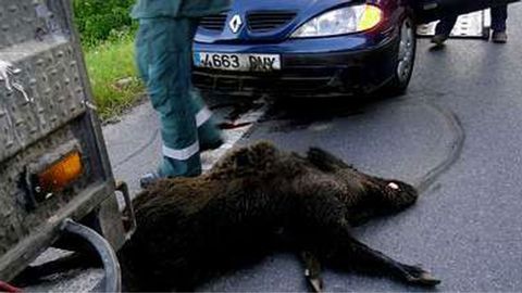 Accidente provocado por un jabal�