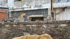 Uno de los gatos de la colonia de Santa Mar�a