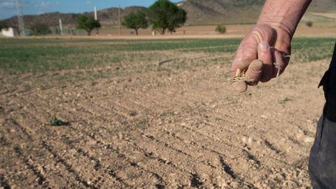 Imagen tomada en abril en Murcia de un campo afectado por la sequa