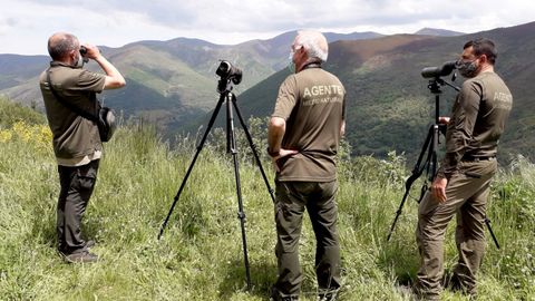 Dispositivo de viligancia activado en Cangas del Narcea para buscar al oso que atac a una mujer en Sonande