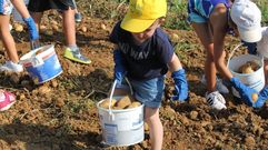 La variedad Kennebec da nombre hasta a un campamento infantil en Coristanco