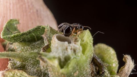  En la siguiente primavera, la circulaci�n de la savia del casta�o se reactiva y las larvas entran en su segunda fase, lo que hace que se desarrollen las agallas