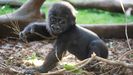 Ernie, la cr�a de gorila nacia en el Bioparc Fuengirola