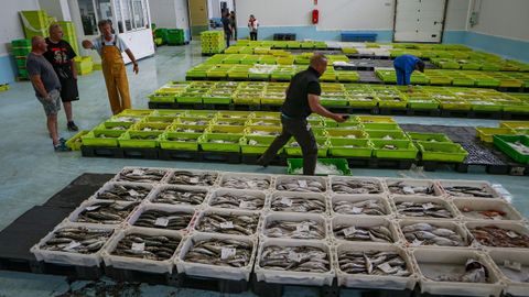 Subasta de pescado en la lonja de Ribeira, el 19 de junio del 2025
