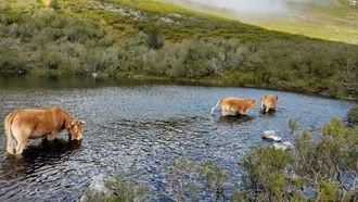 Vacas en la trashumancia desde los Ancares gallegos a los bercianos