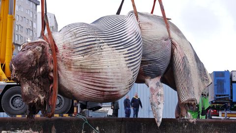 Despiezan la ballena varada en Oza desde el s&aacute;bado para proceder a su retirada