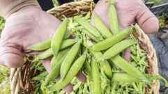 Berganti�os hace gala de una huerta con much�simo potencial 