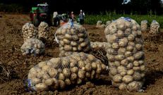 La cosecha de patatas en Coristanco ya ha comenzado y todo hace prever que ser� abundante y de buena calidad.
