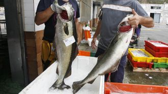 Dos espléndidos abadejos en una lonja gallega, en una foto de años atrás