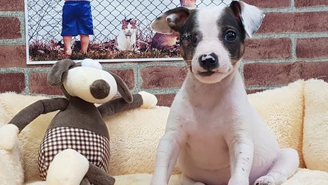 Edu, el cachorro sin globo ocular abandonado en una bolsa en Oviedo