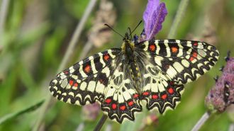 Mariposa arlequ&iacute;n, la especie que se busca en Ons