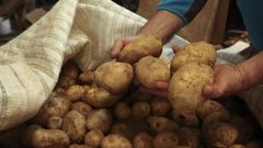 Foto de archivo de producci�n de patatas