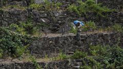 Bancales en la Ribeira Sacra