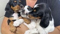 Perros abandonados en una cuneta