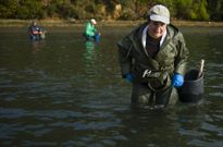 Varias mariscadoras extrayendo almeja en la zona de la r�a de Ortigueira. 