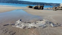 Restos de la ballena