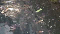 Las medusas invaden el puerto de A Corua