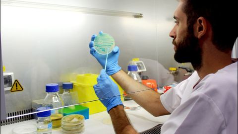 Un investigador, con un cultivo de listeria en un laboratorio