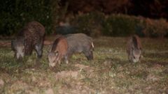 Un grupo de jabal�es, en Lugo, en una foto de archivo.