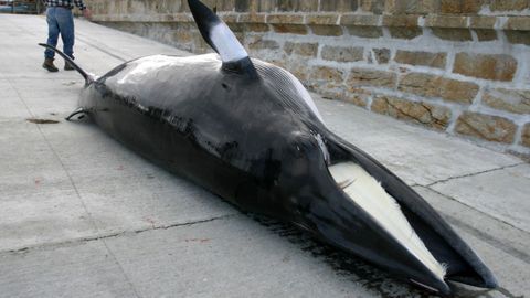 El estudio se centra en el análisis estomacal de pequeñas ballenas varadas en Galicia y en Portugal.