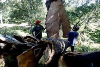 Abella Lupa aboga por otra forma de explotar el corcho.