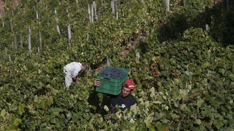 La vendimia del pasado a�o en la Peza do Rei, a la que corresponde la foto, se llev� a cabo en la segunda semana de septiembre