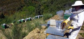 Las colmenas de la marca lucense Mel da Anta est�n en zonas de alta monta�a de Galicia. 