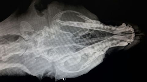 Radiograf�a del perro aparecido en el contenedor de La Manjoya