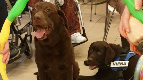 Perros de apoyo de la asociaci�n TEA terapias con labradores