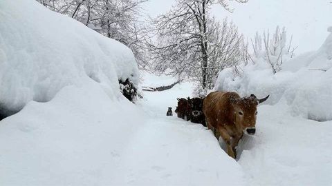 Vacas en Pel�gano, Aller