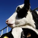 Muchos productores l�cteos se asocian en SAT y est�n afectados.