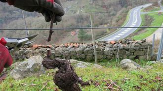 Poda en un vi�edo pr�ximo al Mi�o en la ribera de San Fiz, en Chantada.