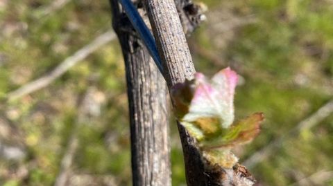Brotaci�n de una cepa de la variedad godello en una vi�a de Quiroga