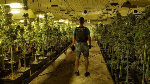 Imagen de archivo de una plantacin de marihuana localizada por la Guardia Civil en Galicia