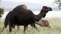 Camelmilk es una iniciativa que pretende lanzar al mercado la leche  de dromedaria