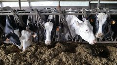 Vacas frisonas en una granja l�ctea en una foto de archivo