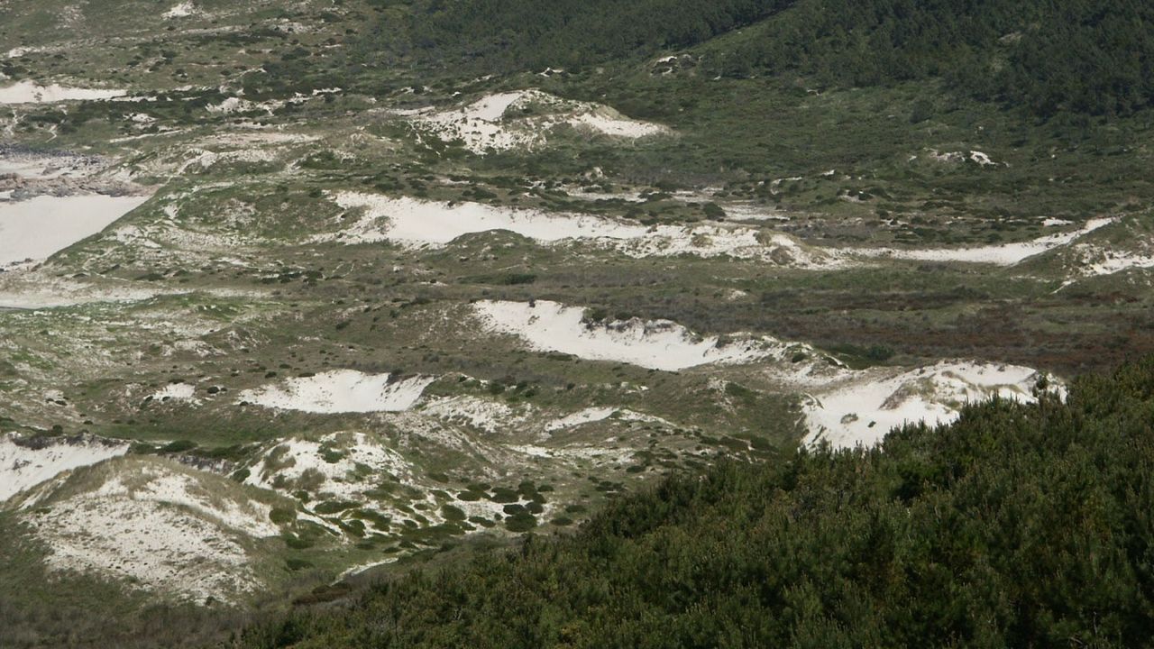 No son los pinos, sino el mar y el viento