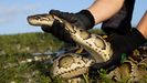 Una serpiente pit�n, en una imagen de archivo