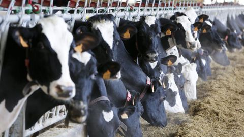 La alimentaci�n del ganado vacuno va adapt�ndose a nuevos criterios ambientales