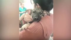 La nueva vida de un perro maltratado