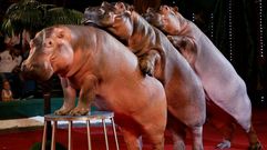 Hipop�tamos durante un espect�culo de circo en Rusia.