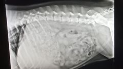 Radiograf�a de un perro que hab�a comido uno de los cebos con alfileres