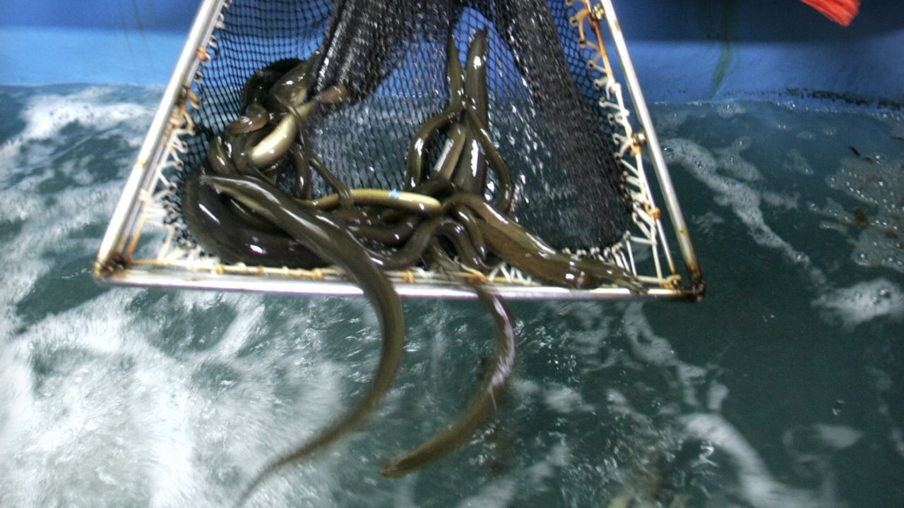 La UE cree que prohibir pescar anguila no basta para recuperarla