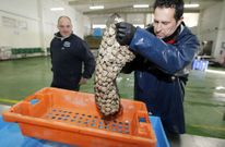 El rel� volvi� a las lonjas a principios del 2015 despu�s de siete a�os sin permitir su captura. 