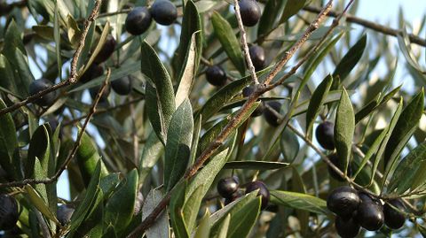 Olivos con aceitunas en una plantacin de Anguieiros, en Quiroga