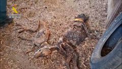 La Guardia Civil halla 32 perros muertos por inanicin en una finca de Azuaga, en Badajoz