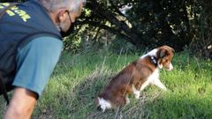 Trudi es una border collie de 18 meses que trabaja en la Guardia Civil localizando cebos envenenados