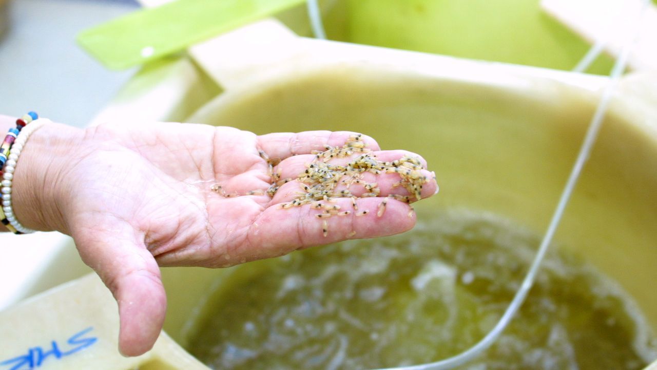 Agricultura triplica el premio Jacumar de I+D+i en acuicultura y cambia ...